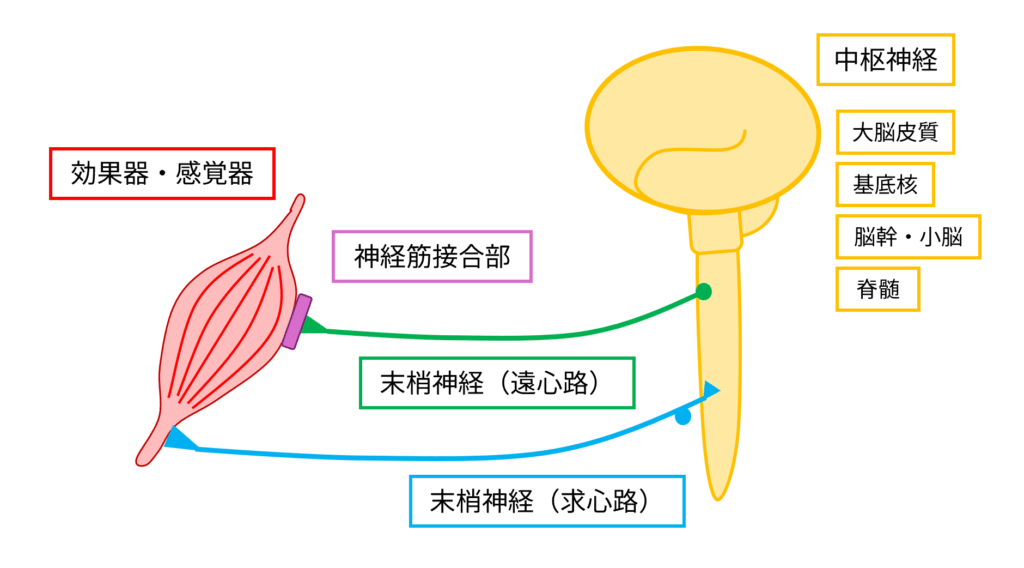 中枢神経から末梢神経,接合部,効果器までの経路図
