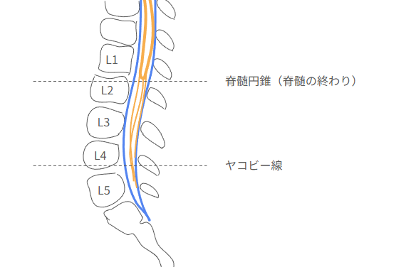 脊髄円錐とヤコビー線の解説図