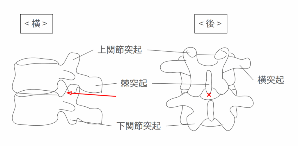 腰椎の側面像と後から見た解剖図