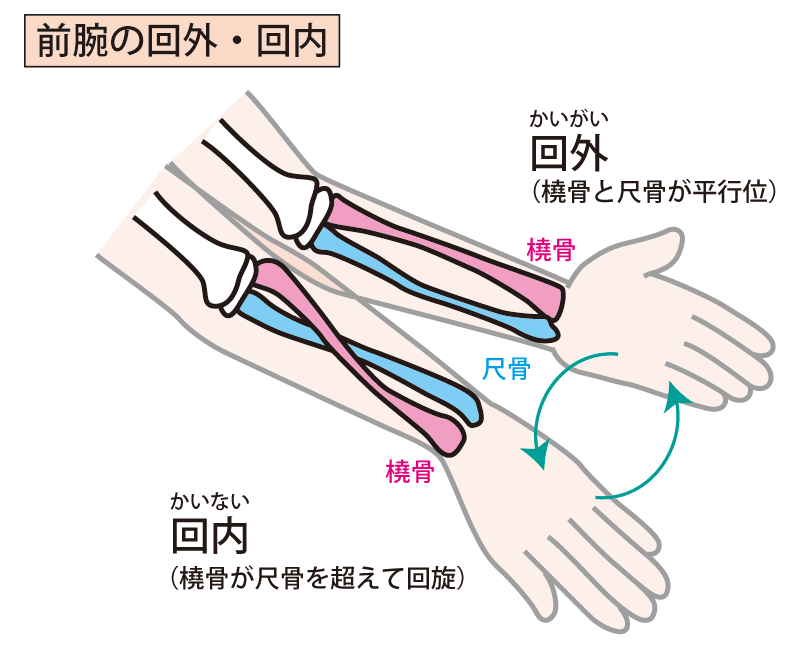 前腕の回内と回外の模式図
